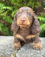 Milo, a male Miniature Dachshund for sale in Atlanta, GA – Photo 3 of 7