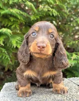 Milo, a male Miniature Dachshund for sale in Atlanta, GA – Photo 4 of 7