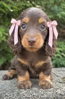 Hazel, a female Miniature Dachshund for sale in Atlanta, GA – Photo 5 of 5
