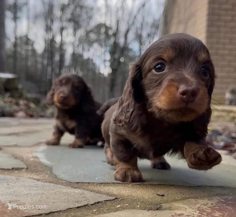 Hazel – Miniature Dachshund puppy for sale in Atlanta, GA