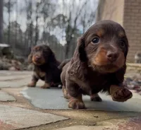 Hazel, a female Miniature Dachshund for sale in Atlanta, GA – Photo 1 of 5