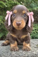 Hazel, a female Miniature Dachshund for sale in Atlanta, GA – Photo 4 of 5