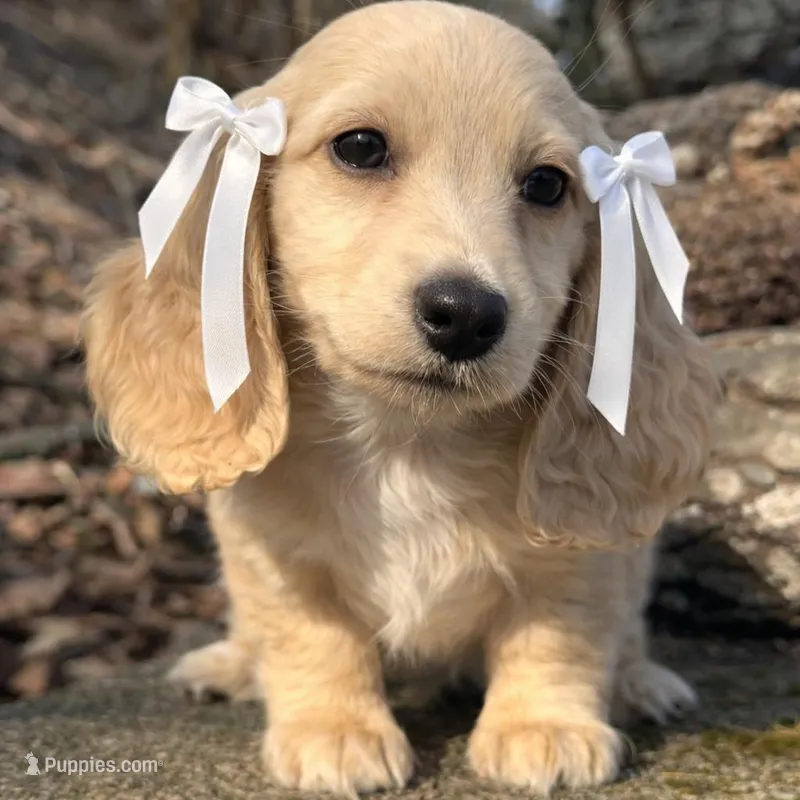 Ivory – Miniature Dachshund puppy for sale in Atlanta, GA