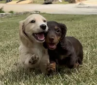 Ivory, a female Miniature Dachshund for sale in Atlanta, GA – Photo 5 of 6