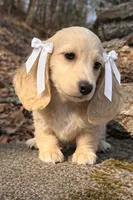 Ivory, a female Miniature Dachshund for sale in Atlanta, GA – Photo 3 of 6