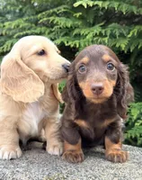 Ivory, a female Miniature Dachshund for sale in Atlanta, GA – Photo 4 of 6