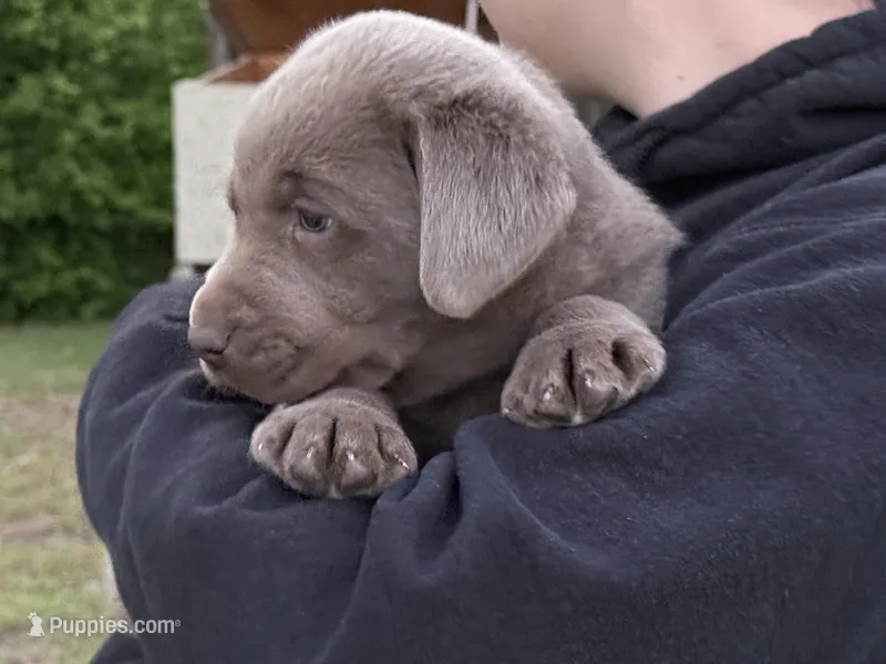 Puppy 1 – Labrador Retriever puppy for sale in Clinton, SC