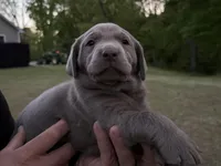 Puppy 3, a male Labrador Retriever for sale in Clinton, SC – Photo 2 of 2