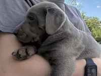 Puppy 3, a male Labrador Retriever for sale in Clinton, SC – Photo 1 of 2