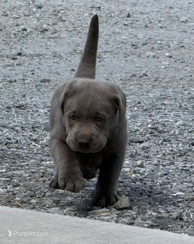 Puppy 2 – Labrador Retriever puppy for sale in Clinton, SC