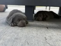 Puppy 2, a male Labrador Retriever for sale in Clinton, SC – Photo 2 of 2