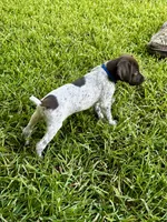 Finley, a male German Shorthaired Pointer for sale in Corsicana, TX – 2 of 4