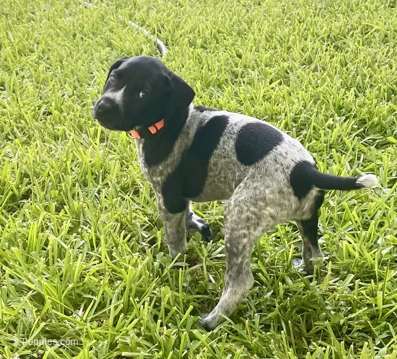 Tex – German Shorthaired Pointer puppy for sale in Corsicana, TX