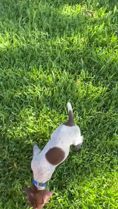 Finley, a male German Shorthaired Pointer for sale in Corsicana, TX – 4 of 4