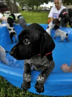 Sissy, a female German Shorthaired Pointer for sale in Corsicana, TX – 3 of 4