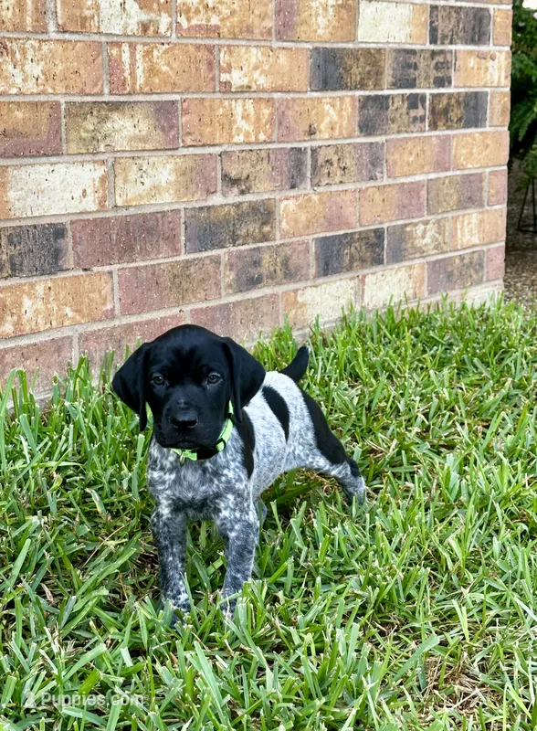 Mac – German Shorthaired Pointer puppy for sale in Corsicana, TX