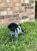 Mac, a male German Shorthaired Pointer for sale in Corsicana, TX – 1 of 3