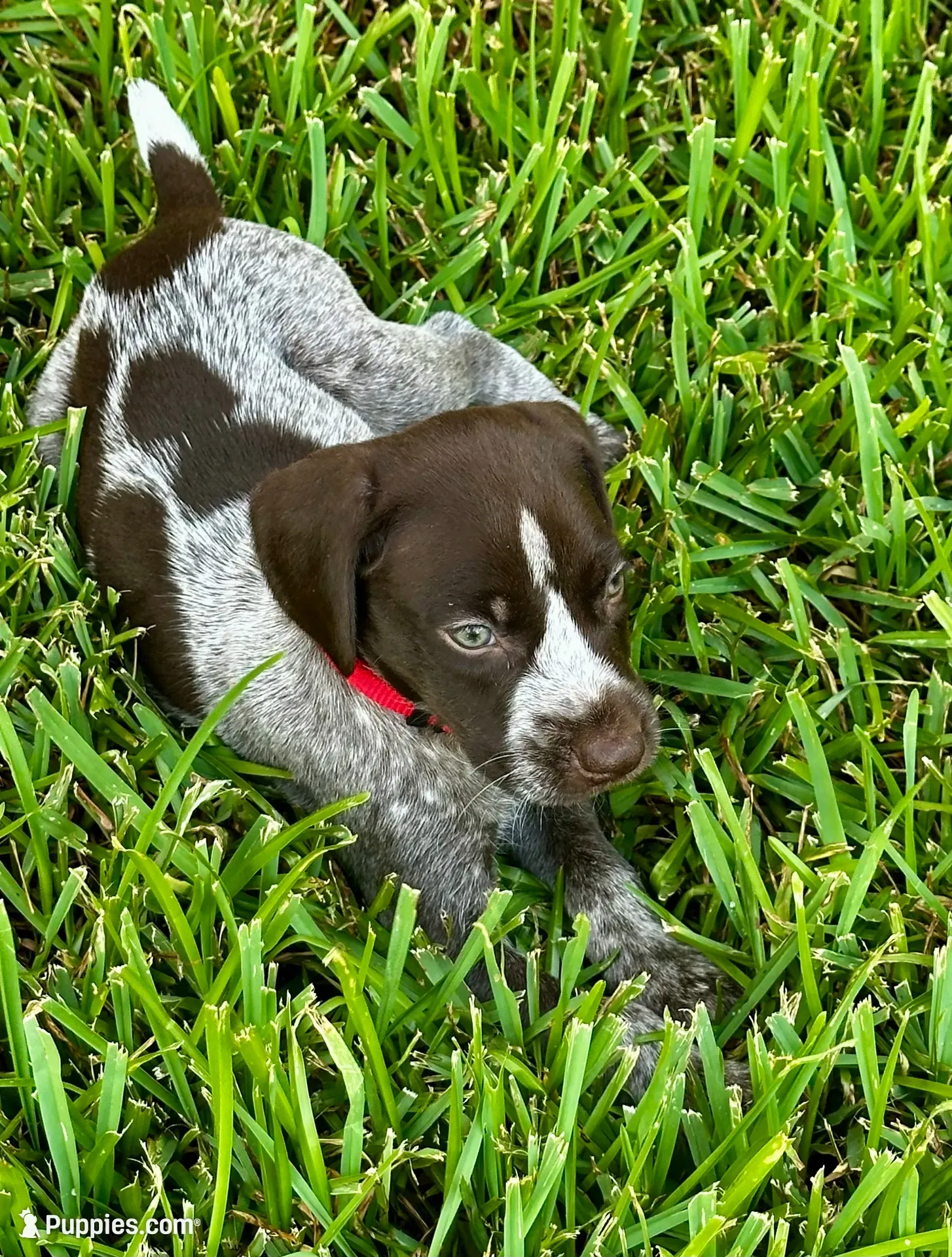 Dice, a male German Shorthaired Pointer for sale in Corsicana, TX – 3 of 4