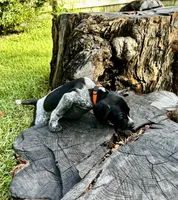 Tex, a male German Shorthaired Pointer for sale in Corsicana, TX – 2 of 3