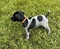 Tex, a male German Shorthaired Pointer for sale in Corsicana, TX – 3 of 3