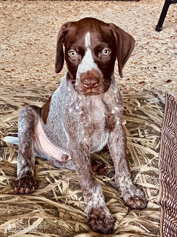 Dice – German Shorthaired Pointer puppy for sale in Corsicana, TX