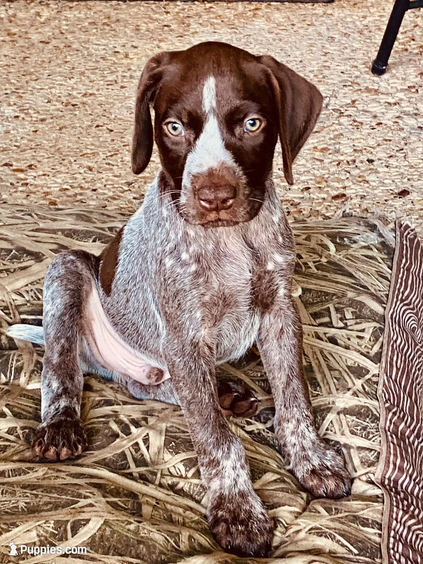 Dice, a male German Shorthaired Pointer for sale in Corsicana, TX – 1 of 4