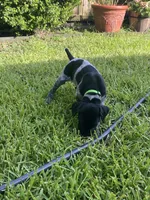 Mac, a male German Shorthaired Pointer for sale in Corsicana, TX – 3 of 3