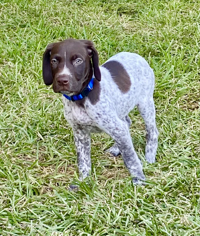 Finley – German Shorthaired Pointer puppy for sale in Corsicana, TX