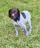 Finley, a male German Shorthaired Pointer for sale in Corsicana, TX – 1 of 4