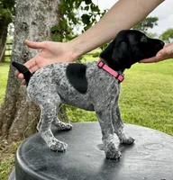 Sissy, a female German Shorthaired Pointer for sale in Corsicana, TX – 2 of 4