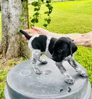 Mac, a male German Shorthaired Pointer for sale in Corsicana, TX – 2 of 3