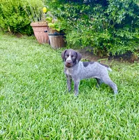 Dice, a male German Shorthaired Pointer for sale in Corsicana, TX – 2 of 4