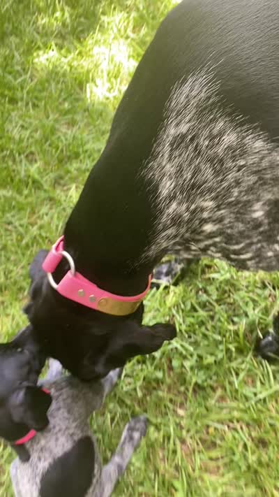 Sissy, a female German Shorthaired Pointer for sale in Corsicana, TX – 4 of 4