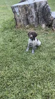 Finley, a male German Shorthaired Pointer for sale in Corsicana, TX – 3 of 4