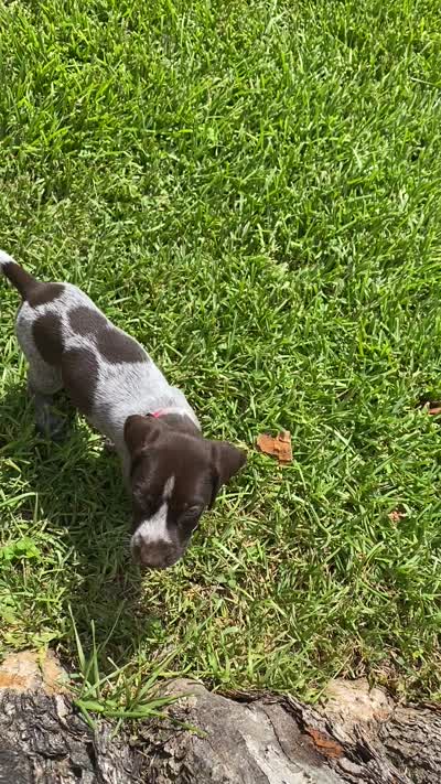 Dice, a male German Shorthaired Pointer for sale in Corsicana, TX – 4 of 4