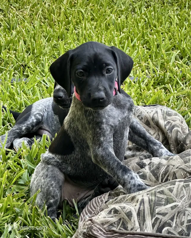 Sissy – German Shorthaired Pointer puppy for sale in Corsicana, TX