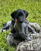 Sissy, a female German Shorthaired Pointer for sale in Corsicana, TX – 1 of 4