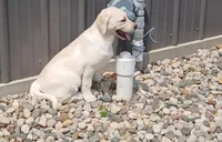 Daisy, a female Labrador Retriever for sale in Grabill, IN – Photo 9 of 9