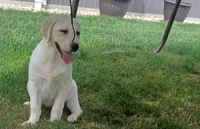 Daisy, a female Labrador Retriever for sale in Grabill, IN – Photo 2 of 9