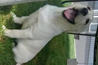 Daisy, a female Labrador Retriever for sale in Grabill, IN – Photo 4 of 9