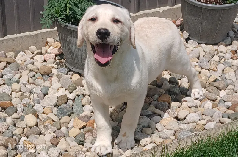 Daisy, a female Labrador Retriever for sale in Grabill, IN – Photo 1 of 9