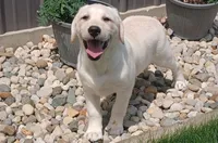 Daisy, a female Labrador Retriever for sale in Grabill, IN – Photo 1 of 9