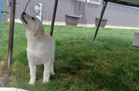 Daisy, a female Labrador Retriever for sale in Grabill, IN – Photo 6 of 9