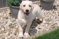 Daisy, a female Labrador Retriever for sale in Grabill, IN – Photo 8 of 9