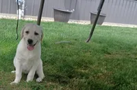 Daisy, a female Labrador Retriever for sale in Grabill, IN – Photo 3 of 9