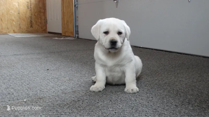 Sam, a male Labrador Retriever for sale in Grabill, IN – Photo 1 of 5