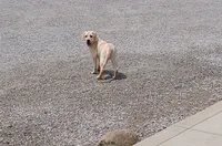 Fern, a female Labrador Retriever for sale in Grabill, IN – 2 of 4