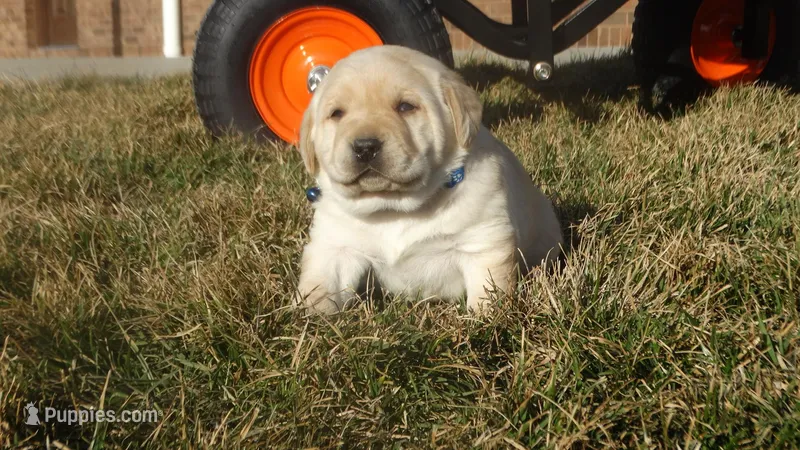 Flynn, a male Labrador Retriever for sale in Grabill, IN – Photo 1 of 7