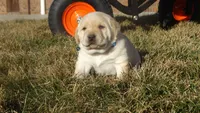 Flynn, a male Labrador Retriever for sale in Grabill, IN – Photo 1 of 7