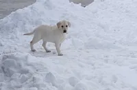 Maddy, a female Labrador Retriever for sale in Grabill, IN – Photo 1 of 10